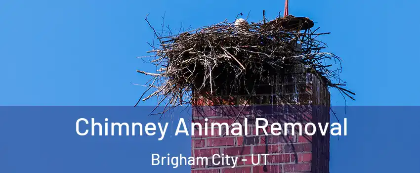  Chimney Animal Removal Brigham City - UT
