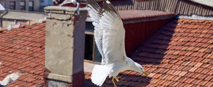 Residential Chimney Animal Removal Solution in Brigham City, UT